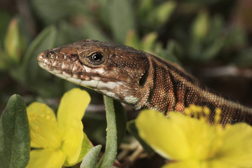 Gallotia atlantica atlantica