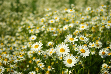 camomile