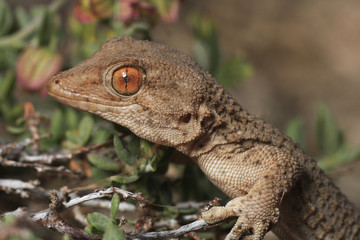 Tarentola mauritanica (gecko)