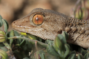 Tarentola mauritanica (gecko)