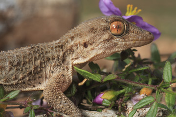 Tarentola mauritanica (gecko)