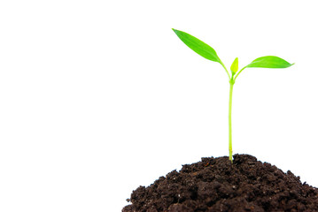 plant