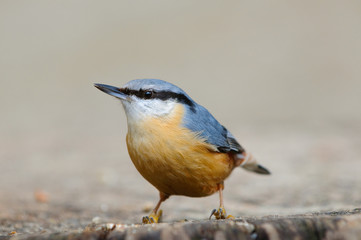 Bunter Vogel Kleiber