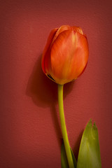One red tulip
