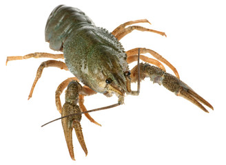 Raw crayfish
