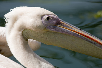 pelican