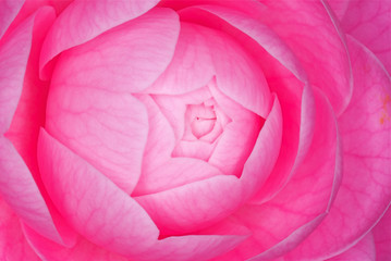 ピンクのさざんか