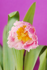 Naklejka premium pink tulip