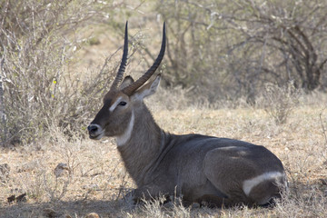 antilope d'acqua