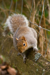 squirrel looking for food