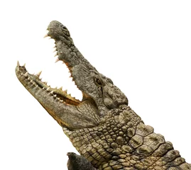 Crédence de cuisine en verre imprimé Crocodile Alligator gratuit