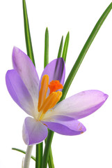 Fototapeta premium croucus flower