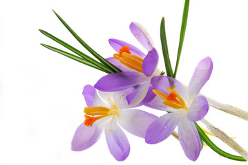 blue flowers on white background