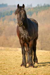 Fototapeta premium Friese 2