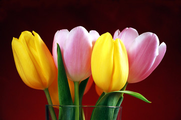 Bunch of pink and yellow tulips on red background © perlphoto