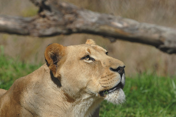 Lioness