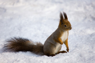Naklejka na ściany i meble squirrel in winter