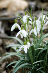 snowdrops