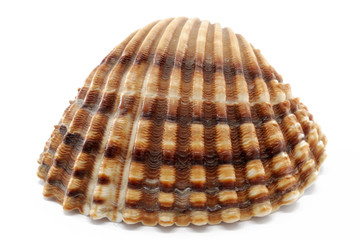 shell