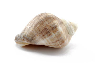shell