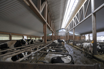Kuhstall