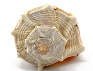 shell