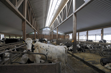 Kuhstall