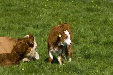 Cow and Calf