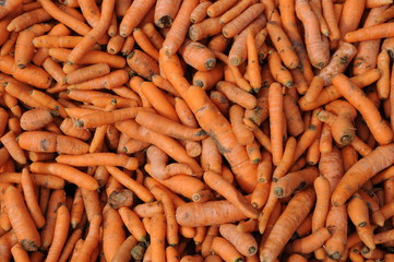 Karotten (Viehfutter)