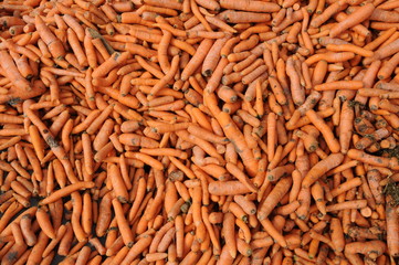 Karotten (Viehfutter)