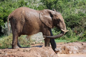 Fototapeta premium Elephant Spraying Water