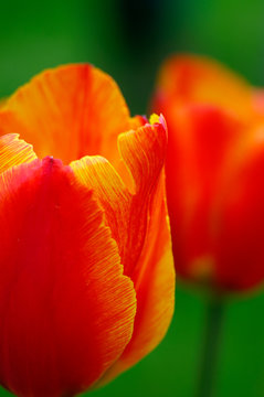 rot leuchtende Tulpe / Tulpen im Morgengr&uuml;n