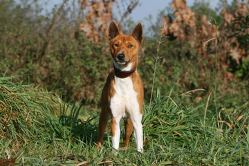 basenji adulte debout vu de face à la campagne