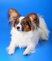 Young papillon