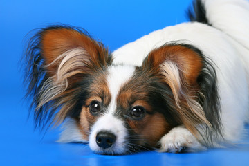 Young papillon