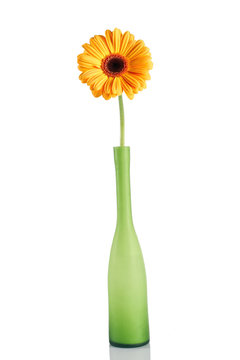 Yellow daisy in green vase