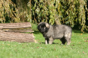 le regard triste du chiot berger yougoslave dans le jardin