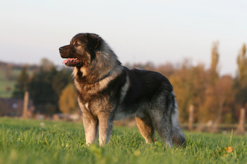 la pose fière du berger yougoslave à la campagne