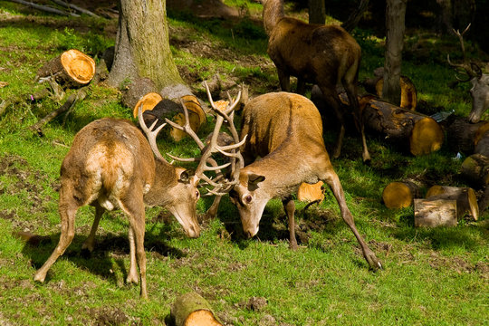 k&auml;mpfende Hirsche bei der Revierverteidigung - Hirsch Kampf