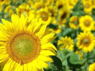 sunflower