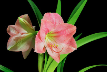 Amaryllis auf schwarz - Amaryllis on black 05