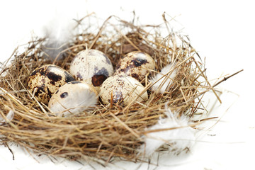 Naklejka na ściany i meble egg in a real nest