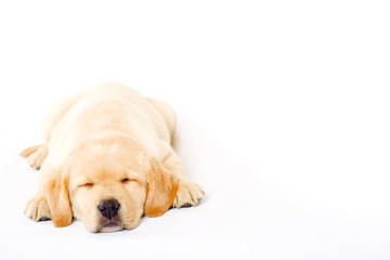 sleepy Puppy Labrador retriever cream on white background