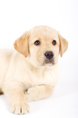 cute Puppy Labrador retriever cream