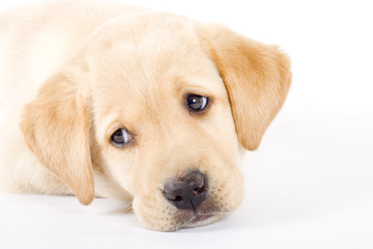 Puppy Labrador retriever cute eyes