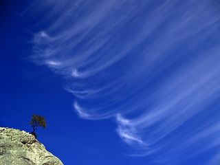 ilex and clouds