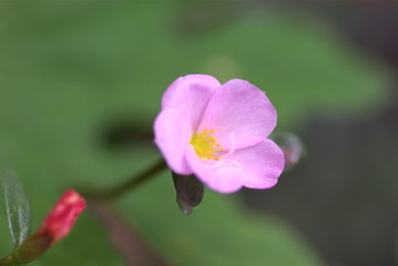 ポーチュラカピンク