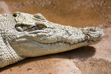 Obraz premium alligator