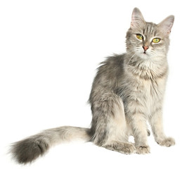 kitten
