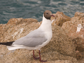 gaviota2